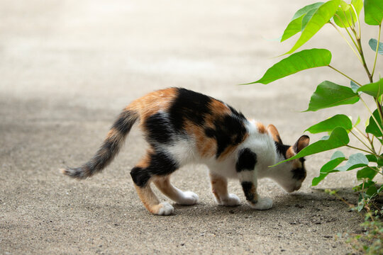 cute cat on the ground