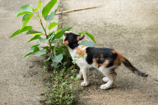 cute cat on the ground