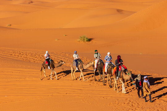 Merzouga, Morocco - 12 February 2025: View of a camel caravan with tourists and guides crossing the orange sand dunes of Erg Chebbi in the Sahara Desert.