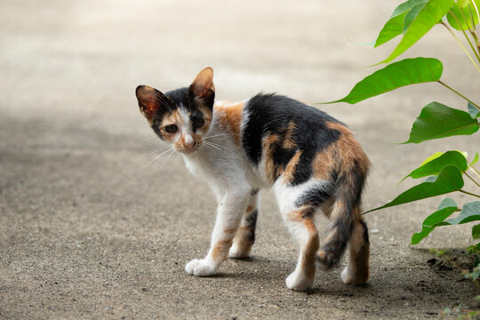 cute cat on the ground
