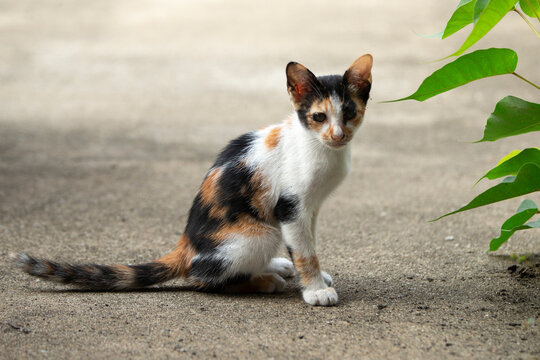 cute cat on the ground