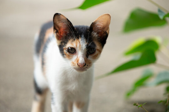 cute cat on the ground