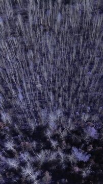 Drone footage looking straight down on a dense leafless forest in winter, showing bare tree trunks, textured canopy pattern, and long dark shadows in cold light