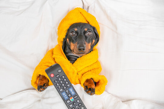 Dachshund dog wrapped in cozy yellow bathrobe holding TV remote while lying in white bed, lazy weekend humor, home relaxation concept.