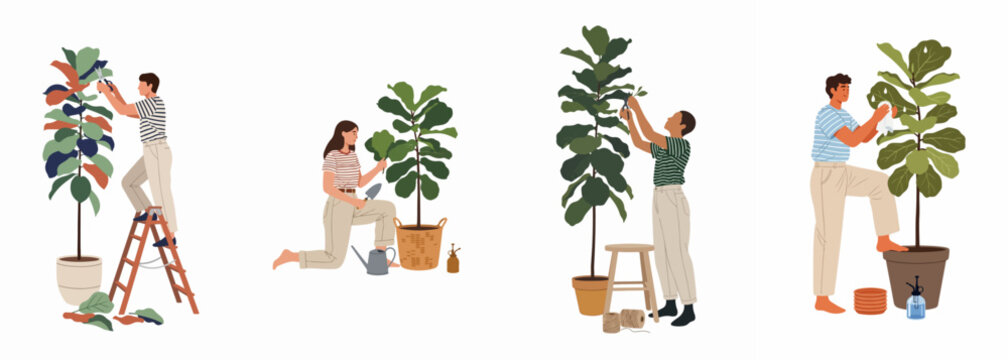 Set of diverse people caring for indoor plants, featuring various gardening activities like pruning, repotting, and cleaning Fiddle Leaf Fig leaves.
