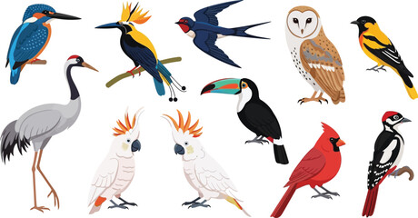 Obraz premium Collection of diverse bird species illustrations including owl toucan and kingfisher for nature education and wildlife design vector