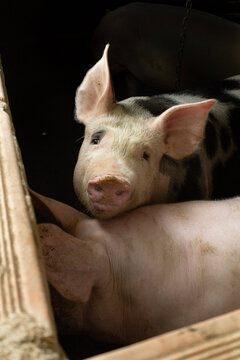 This image shows a room where there are several pigs in the process of being raised and fed to later be sold for human consumption
