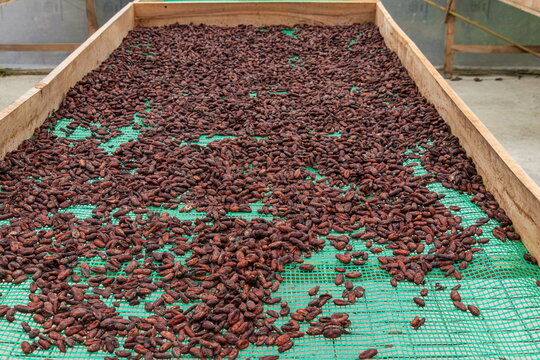 High angle view of raw cocoa beans spread on a large screen drying platform until they reach the proper moisture content at a tropical farm in Ecuador