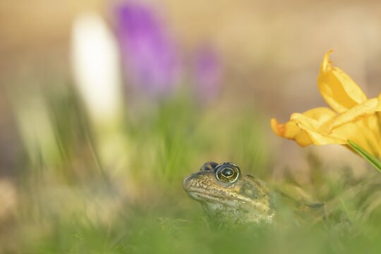 Common frog (Rana temporaria) adult amphibian amongst flowering garden Crocus flowers in springtime, England, United Kingdom