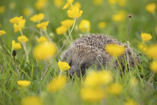 European hedgehog (Erinaceus europaeus) adult walking in a Spring meadow with flowering Buttercups, Suffolk, England, United Kingdom