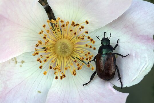 Garden Chafer (Phyllopertha horticola) perched on a Dog Rose (Rosa canina), Feldthurns, Bolzano-Bozen, Italy