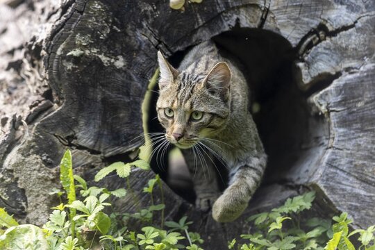 Wildcat appears from a hollow tree trunk in nature, Wildcat (Felis silvestris), Germany