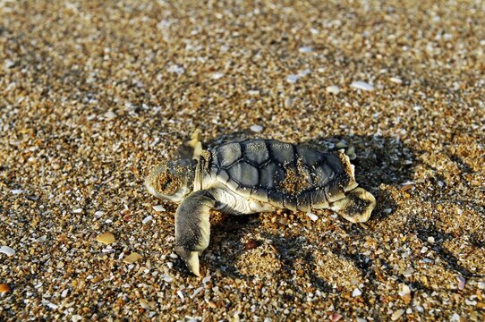 Freshly hatched Sea Turtle (Cheloniidae), Cape York, Queensland, Australia