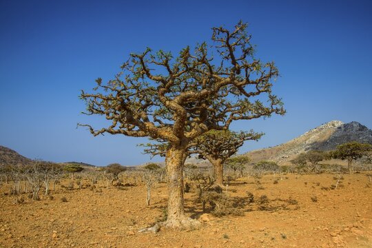 Frankincense trees (Boswellia elongata), Homhil protected area, island of Socotra, Yemen