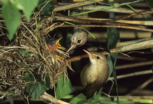 Marsh warbler (Agrocephalus palustris) family warbler at nest