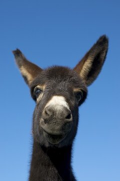 Young donkey