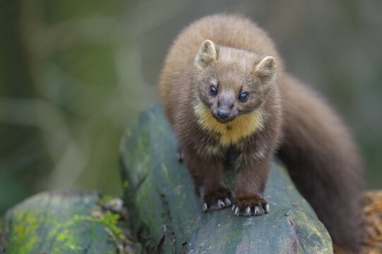 European pine marten (Martes martes) on a wood pile, Vechta, Lower Saxony, Germany