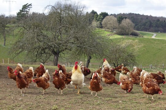 Free-range chickens with outlet in meadow, Hesse, Germany