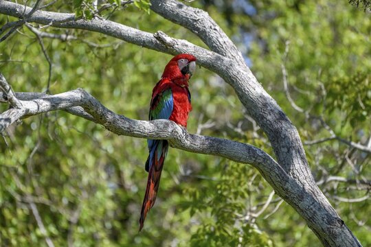 Red-and-green macaw (Ara chloroptera), Cambyret&aacute;, Esteros del Iber&aacute;, Corrientes Province, Argentina
