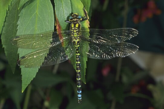 Southern Hawker or Blue Darner (Aeshna cyanea), Aeshnidae family of Hawker- or Darner Dragonflies