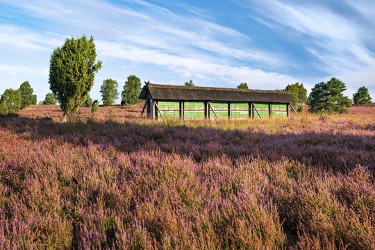 Typical landscape of the L&uuml;neburger Heide with blooming heather, juniper and bee fence, at the Wilseder Berg, L&uuml;neburger Heide, Lower Saxony, Germany