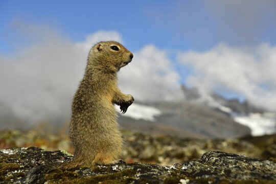 Arctic ground squirrel (Spermophilus parryii), alert, Alaska, USA