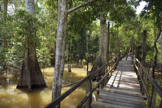 Boardwalk in the flooded forests of V&aacute;rzea, Manaus, Amazonas State, Brazil