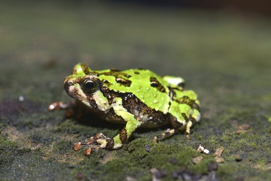 Green Burrowing Frog (Scaphiophyrne marmorata), Analamazaotra, Ost-Madagaskar, Madagascar