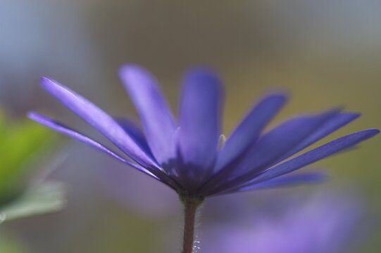 Spring Anemone blanda anemone bloom