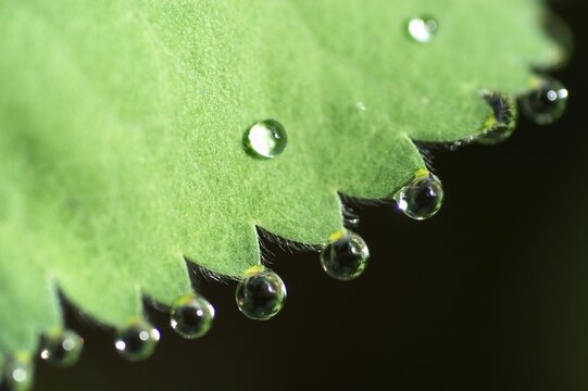 Dew drops on lady's mantle leave ( Alchemilla mollis )