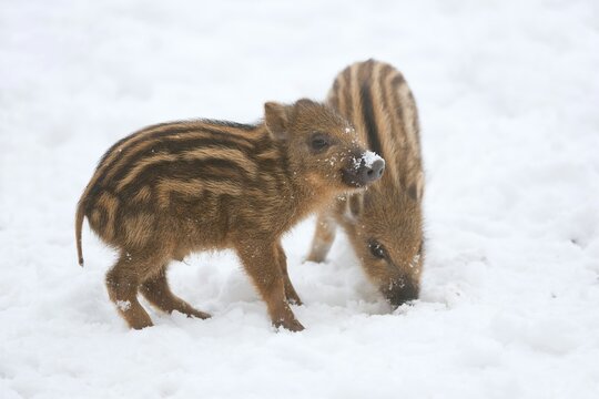 Wild Boar (Sus scrofa) piglets standing in the snow, captive, Saxony, Germany