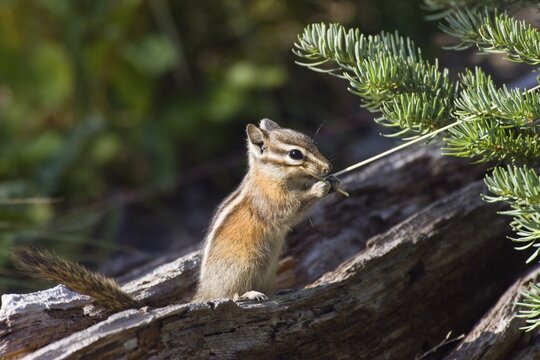 Townsend's Chipmunk (Eutamias townsendii), Mount Rainier National Park, Washington, USA