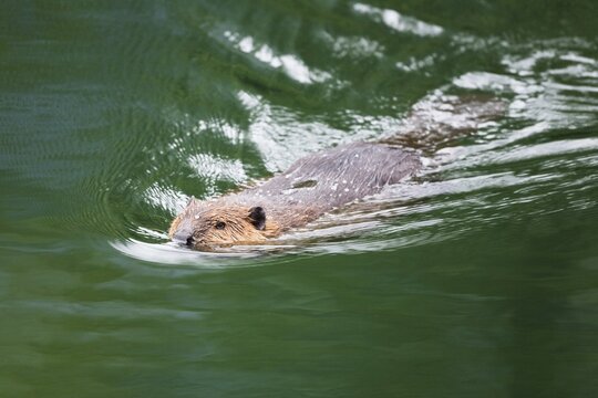 Canadian beaver (Castor canadensis) swimming, Alaska, USA, North America