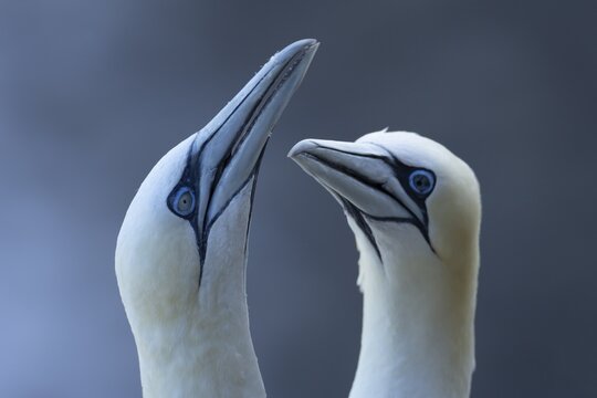Northern gannet (Morus bassanus) two adult sea birds during their courtship display on a cliff ledge, England, United Kingdom