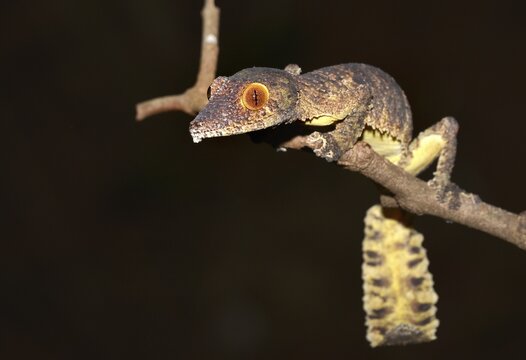 Henkel's Leaf-tailed Gecko or Frilled Leaf-tail Gecko (Uroplatus henkeli), Daraina, Madagascar
