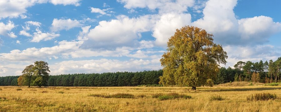 Landscape with solitary oaks in autumn, Hoher Fl&auml;ming nature park Park, Brandenburg, Germany