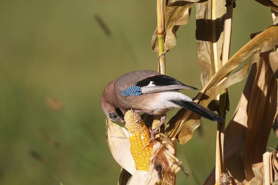 Eurasian jay (Garrulus glandarius) feeding on ripe maize corn cob, Allg&auml;u, Bavaria, Germany
