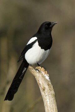 European Magpie (Pica pica), Schwaz, Tyrol, Austria, Europe