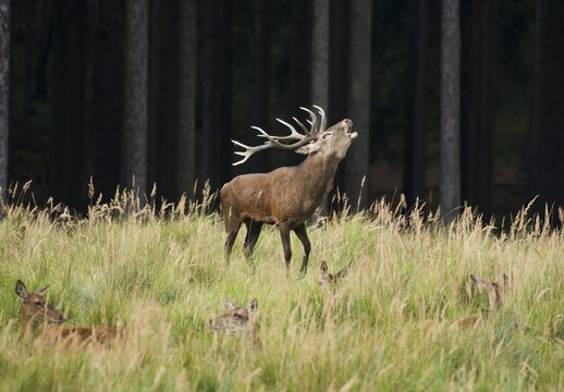 Red deer (Cervus elaphus) roars during rutting season, females lie in tall grass, captive, Germany
