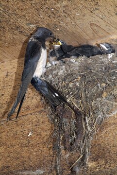Barn Swallow (Hirundo rustica) feeding young in nest, Schwaz, Tyrol, Austria, Europe
