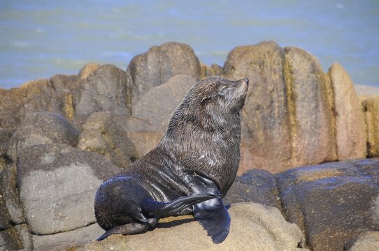 South American sea lion (Otaria flavescens), Cabo Polonio National Park, Province of Rocha, Uruguay