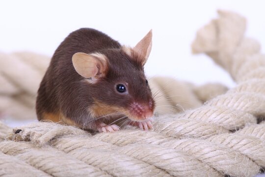 Fancy Mouse, a domesticated form of the House Mouse (Mus musculus)