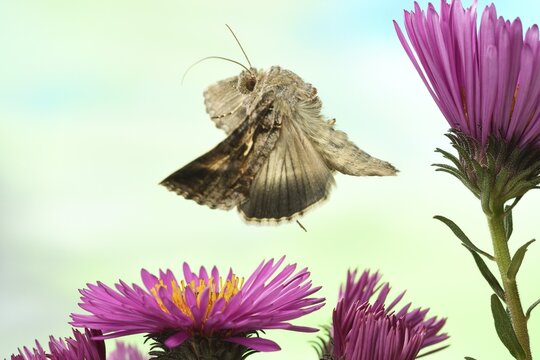 Silver Y (Autographa gamma) flying on flowers of autumn Aster (Aster), Germany