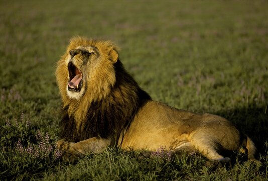 Male Lion ( Panthera leo) jawning in the morning light - Masai Mara - Kenya