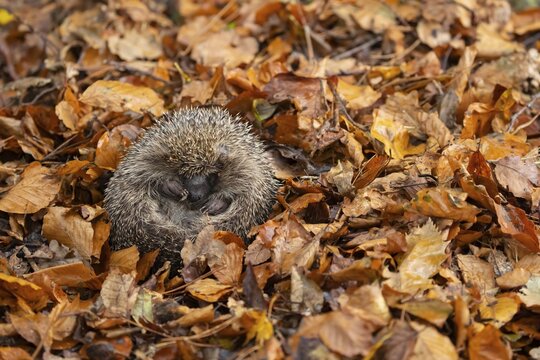 European hedgehog (Erinaceus europaeus) adult resting on fallen Autumn leaves, Suffolk, England, United Kingdom