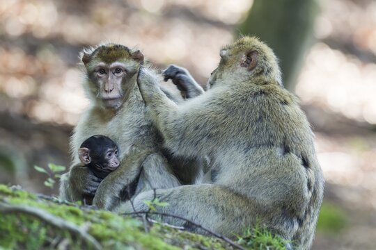 Barbary Macaques (Macaca sylvanus), native to Morocco, captive