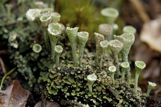 Cup lichen, Cladonia Fimbrata