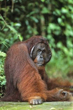 Orang Utan (Pongo pygmaeus), male, Camp Leakey, Tanjung Puting National Park, Borneo, Asia