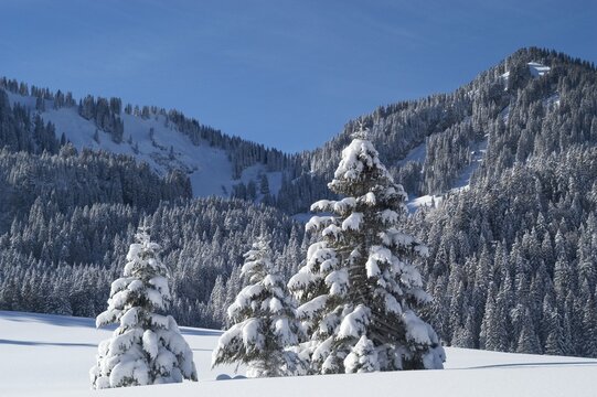 Snow covered spruce trees Valepp valley near Spitzingess lake Spitzing Upper Bavaria Germany