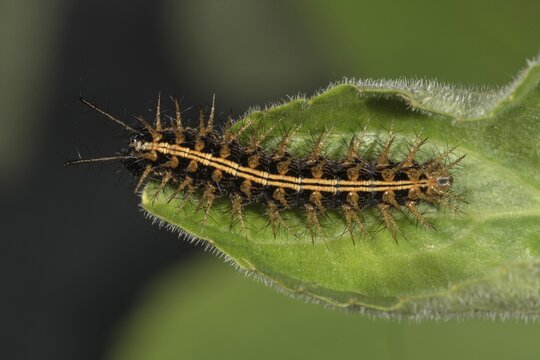 Silver-washed fritillary (Argynnis paphia), caterpillar sitting on leaf, Baden-W&uuml;rttemberg, Germany